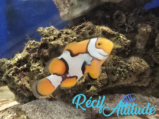 Amphiprion percula Black picasso 4-5cm