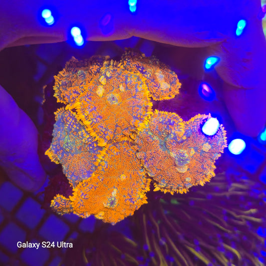 WYSIWYG Rhodactis Inchoata 4