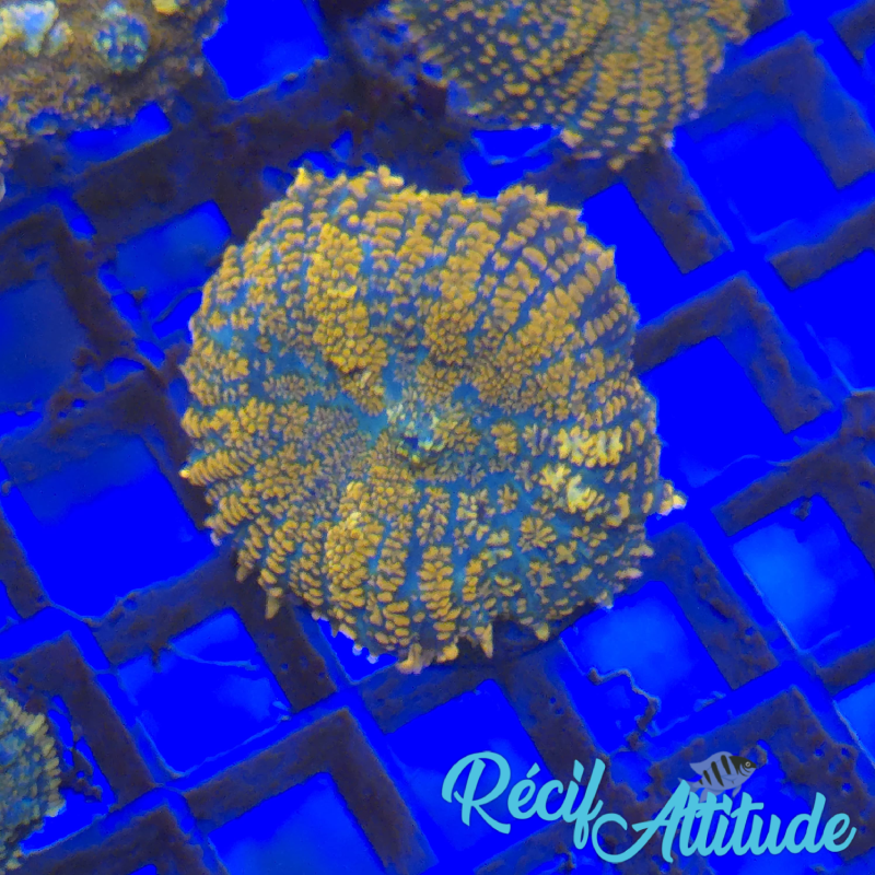 WYSIWYG Rhodactis 4 polypes Sp. Orange & Blue