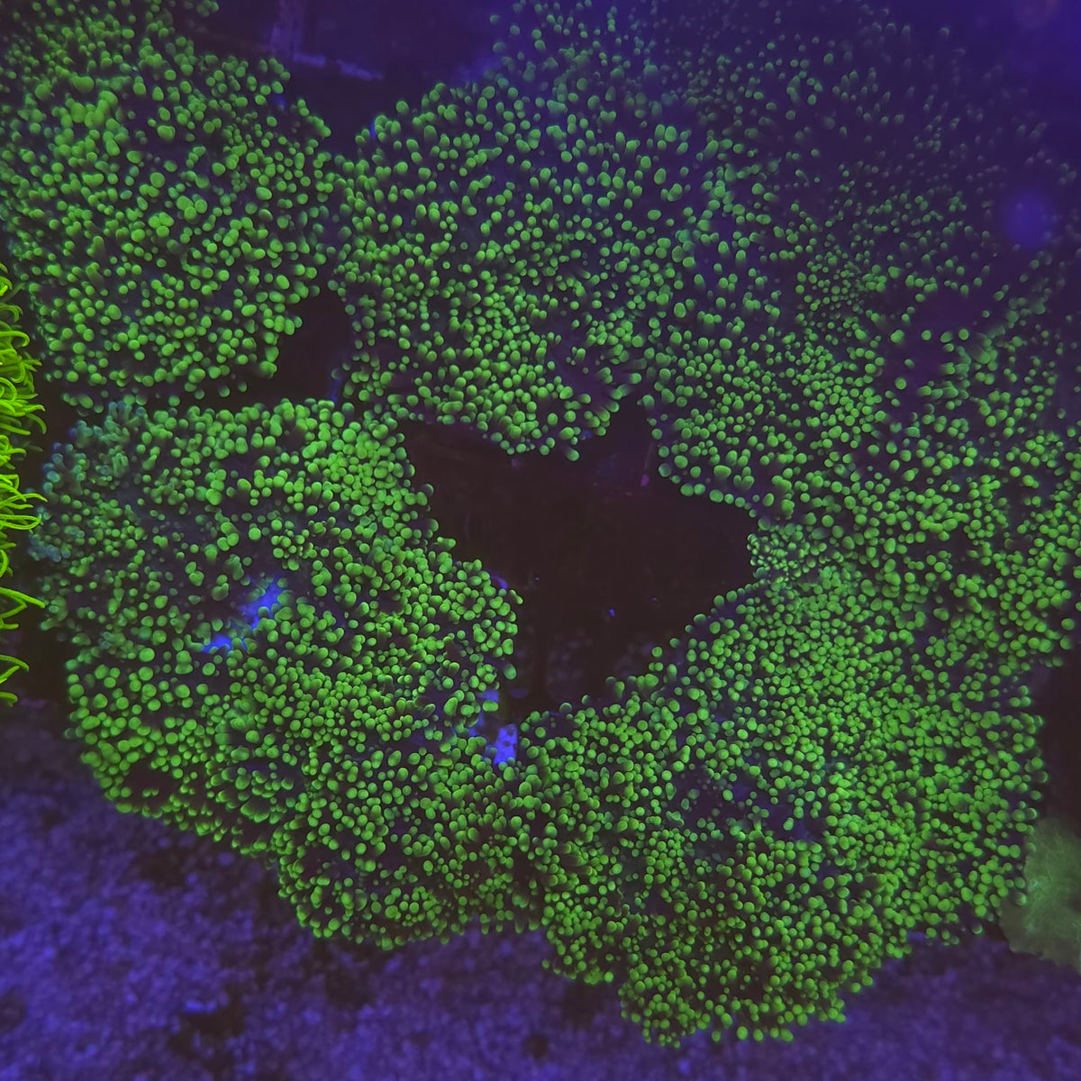 Ricordea yuma Green - corail mou vendu au polype