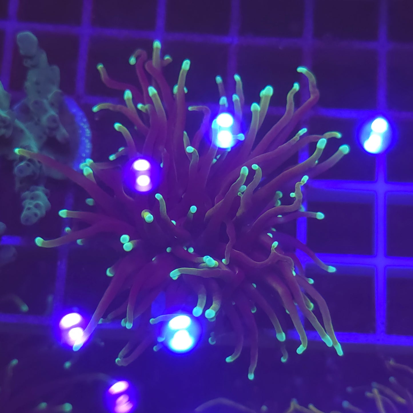 WYSIWYG Euphyllia Glabrescens ULTRA Dragon Soul - 1 polype