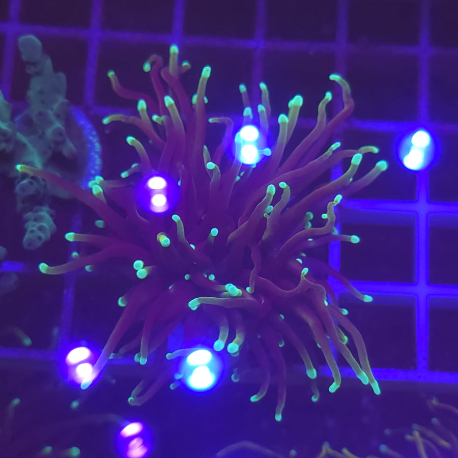 WYSIWYG Euphyllia Glabrescens ULTRA Dragon Soul - 1 polype