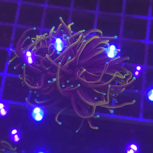 WYSIWYG Euphyllia Glabrescens ULTRA HellFire - 2 polypes