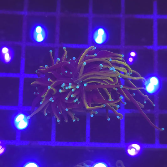 WYSIWYG Euphyllia Glabrescens ULTRA HellFire - 1 polype