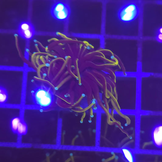 WYSIWYG Euphyllia Glabrescens ULTRA HellFire - 1 polype