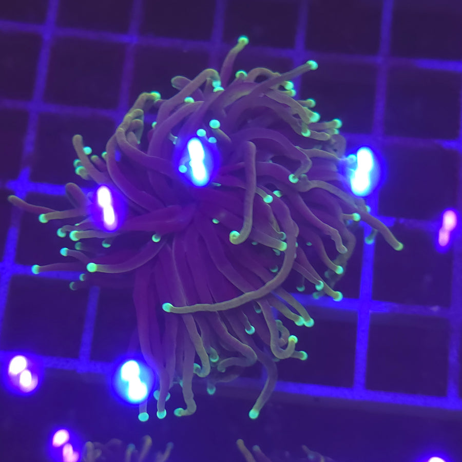 WYSIWYG Euphyllia Glabrescens ULTRA Dragon Soul - 1 polype