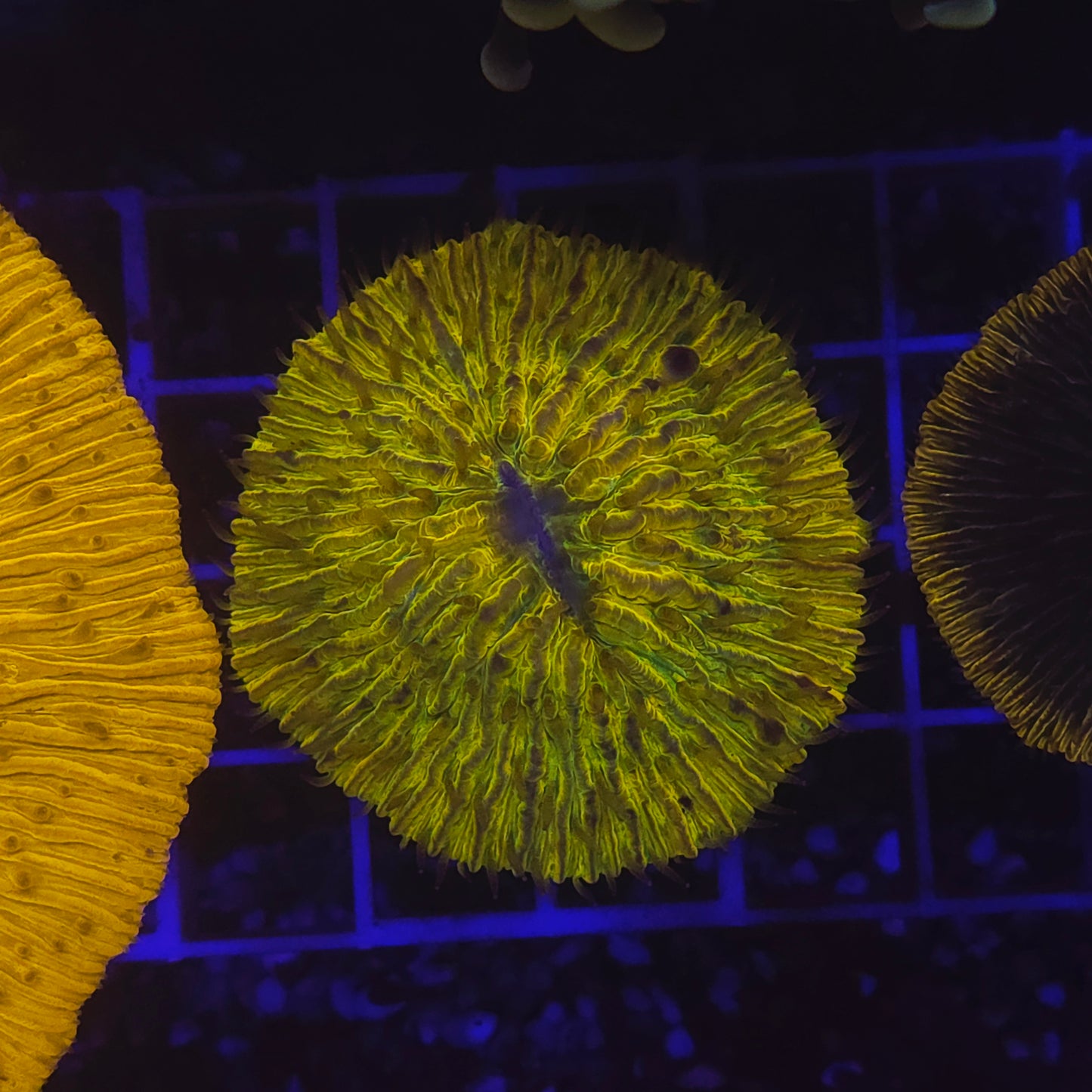 WYSIWYG Fungia Sp. Yellow&Green 8 - 10cm