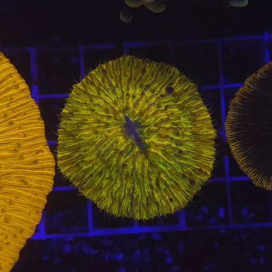 WYSIWYG Fungia Sp. Yellow&Green 8 - 10cm