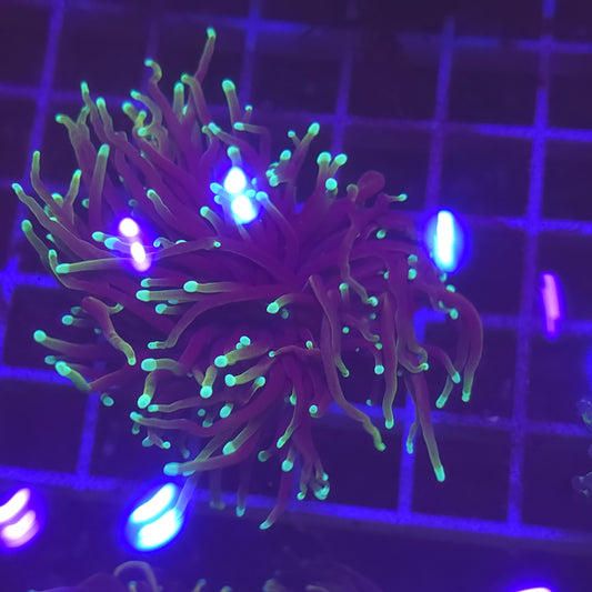 WYSIWYG Euphyllia Glabrescens ULTRA Dragon Soul - 2 polypes