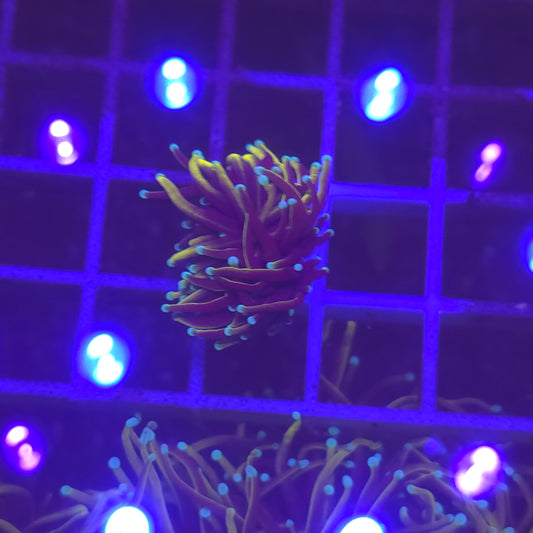 WYSIWYG Euphyllia Glabrescens ULTRA HellFire - 1 polype