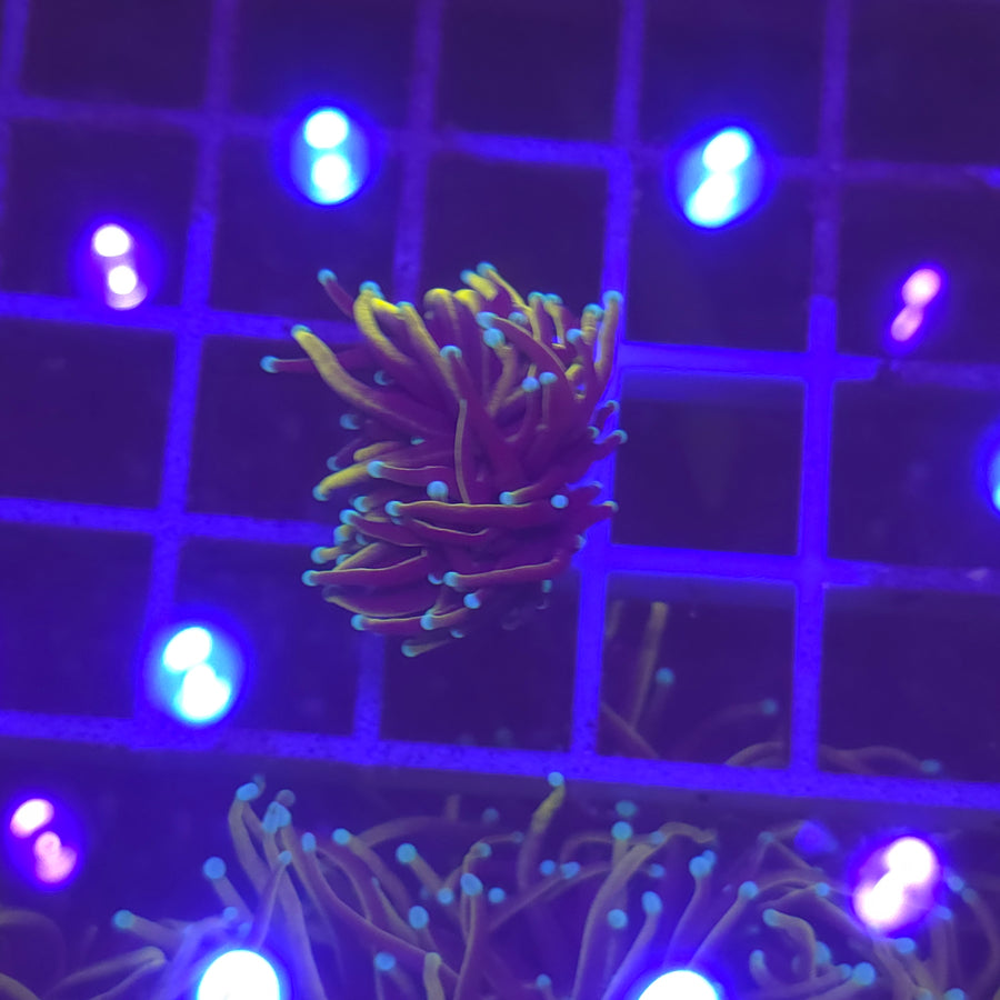 WYSIWYG Euphyllia Glabrescens ULTRA HellFire - 1 polype