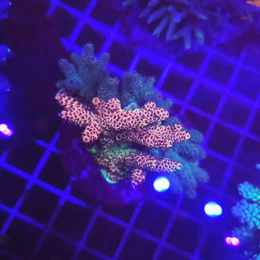 WYSIWYG Acropora Sp. Dark&Orange