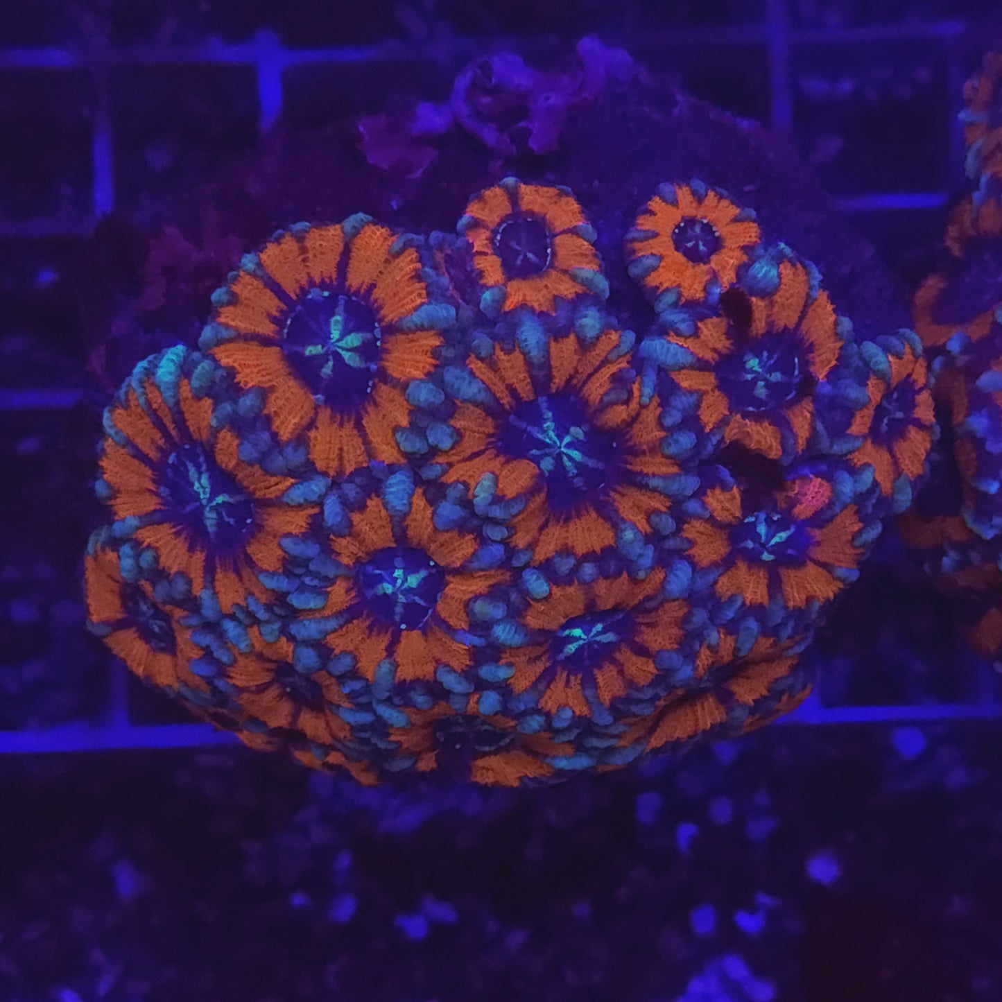 WYSIWYG Acantastrea Echinata Red&Blue