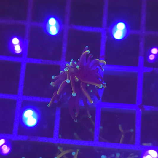 WYSIWYG Euphyllia Glabrescens ULTRA HellFire - 1 polype