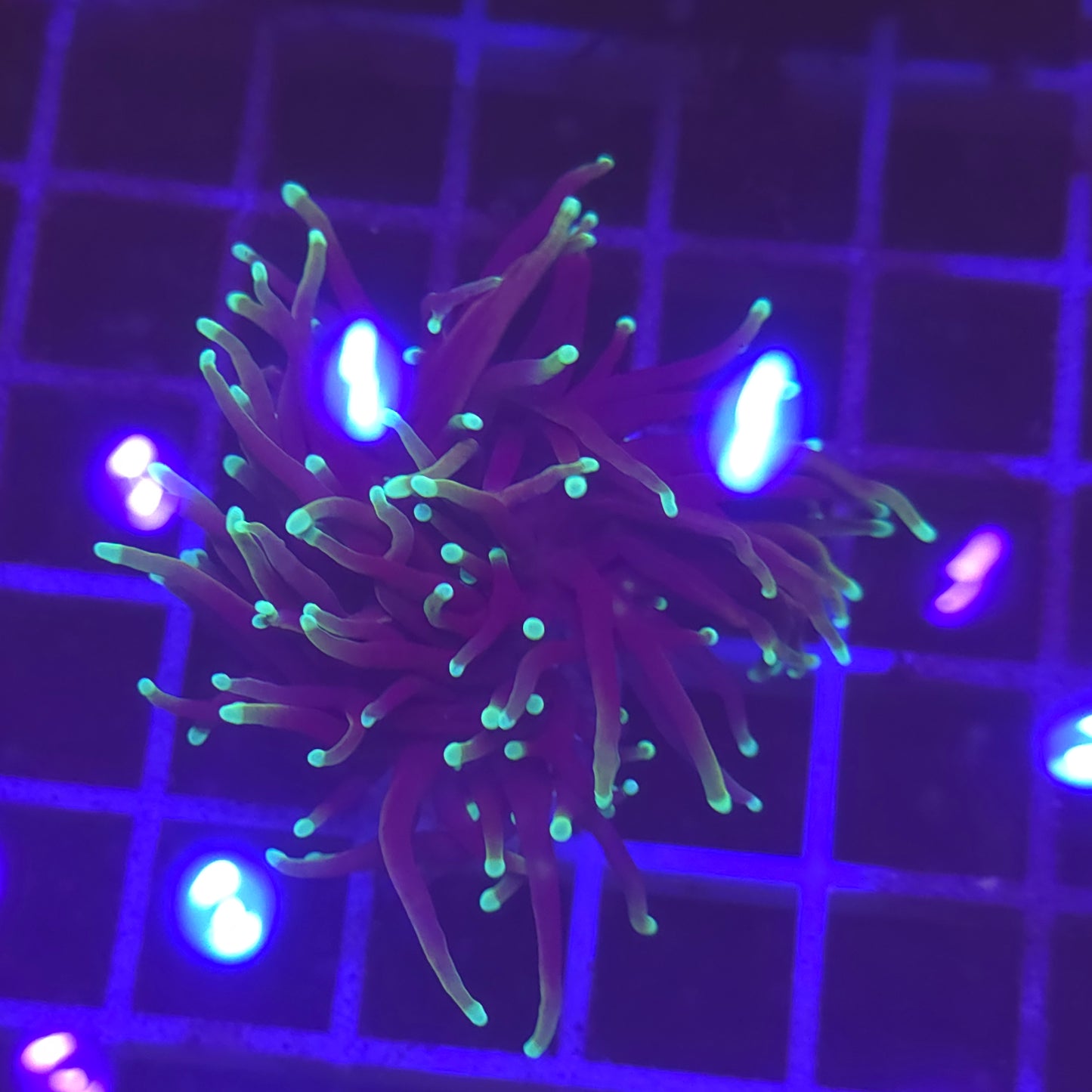 WYSIWYG Euphyllia Glabrescens ULTRA Dragon Soul - 1 polype