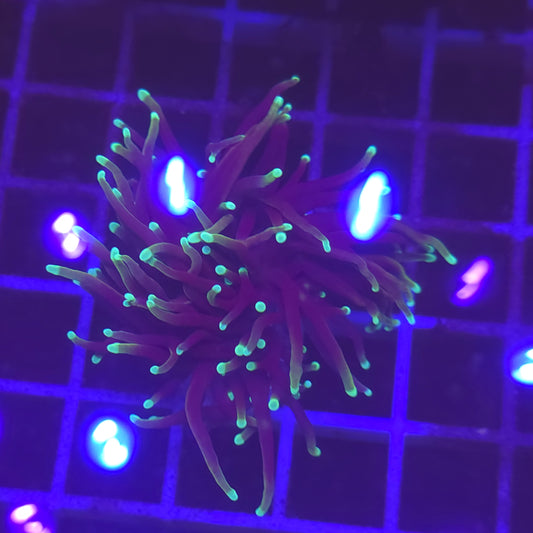 WYSIWYG Euphyllia Glabrescens ULTRA Dragon Soul - 1 polype