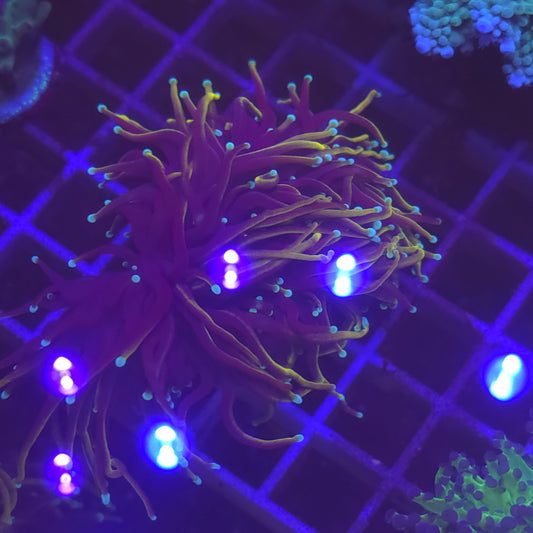 WYSIWYG Euphyllia Glabrescens ULTRA HellFire - 2 polypes