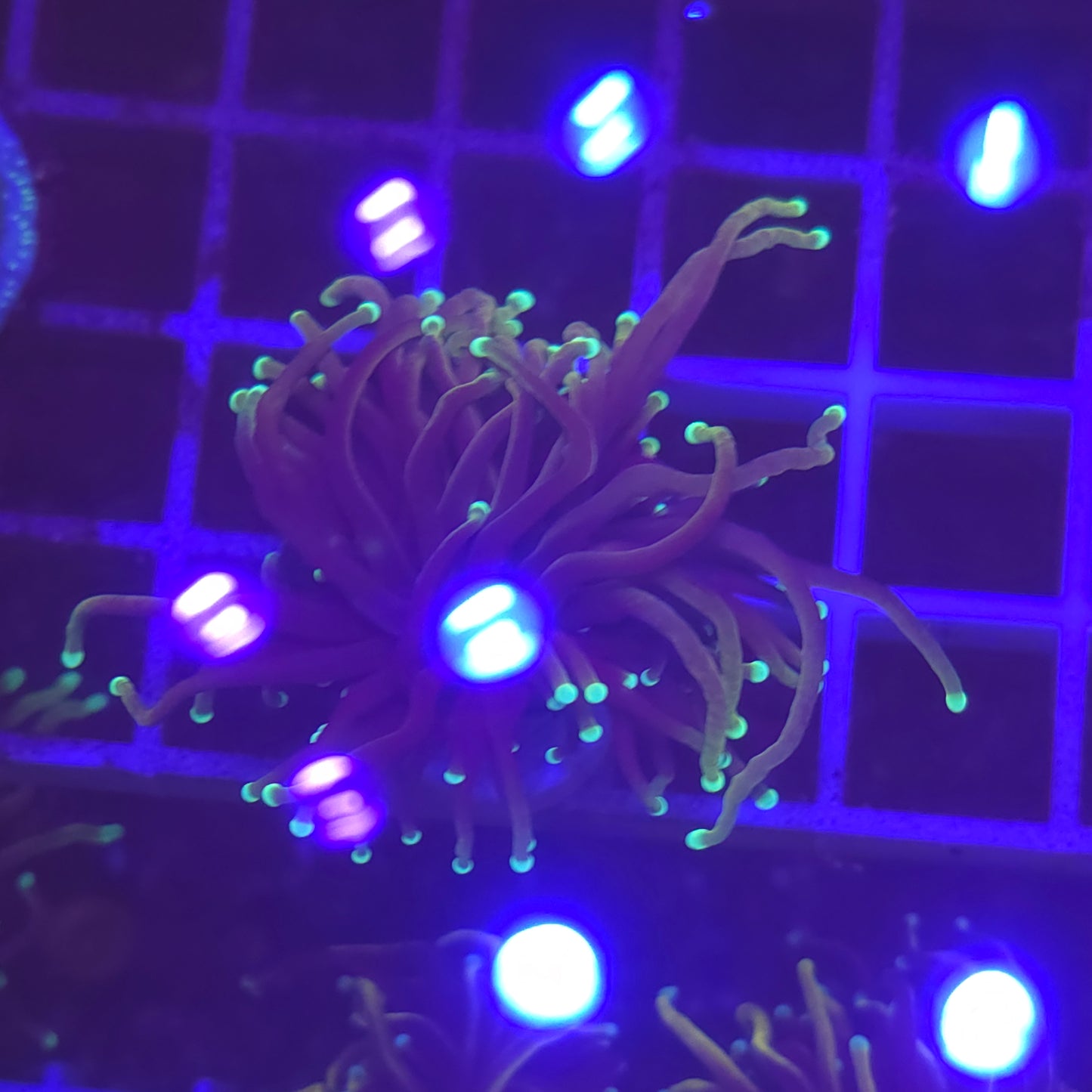 WYSIWYG Euphyllia Glabrescens ULTRA Dragon Soul - 1 polype