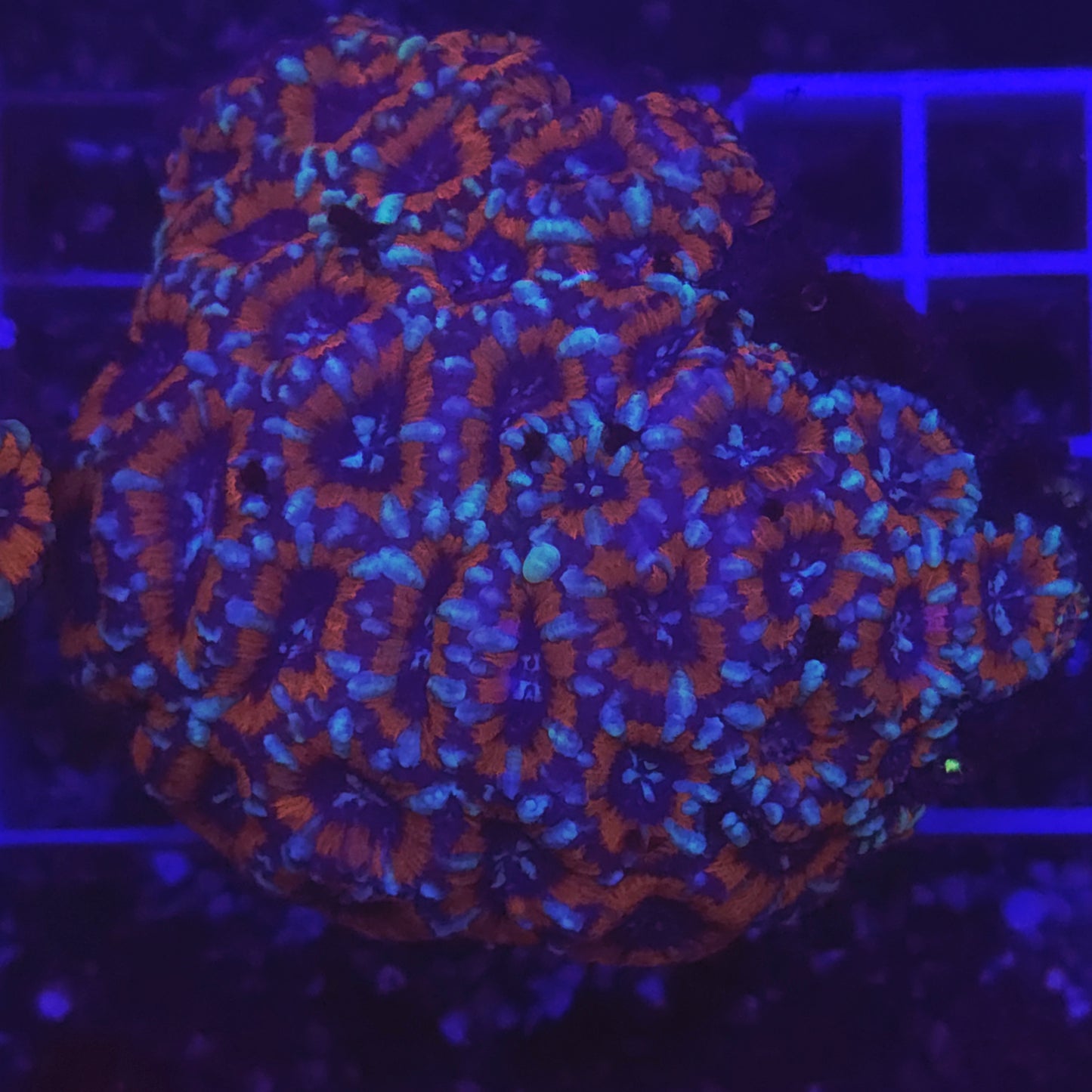 WYSIWYG Acantastrea Echinata Treecolor