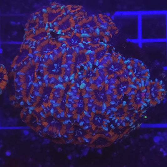 WYSIWYG Acantastrea Echinata Treecolor