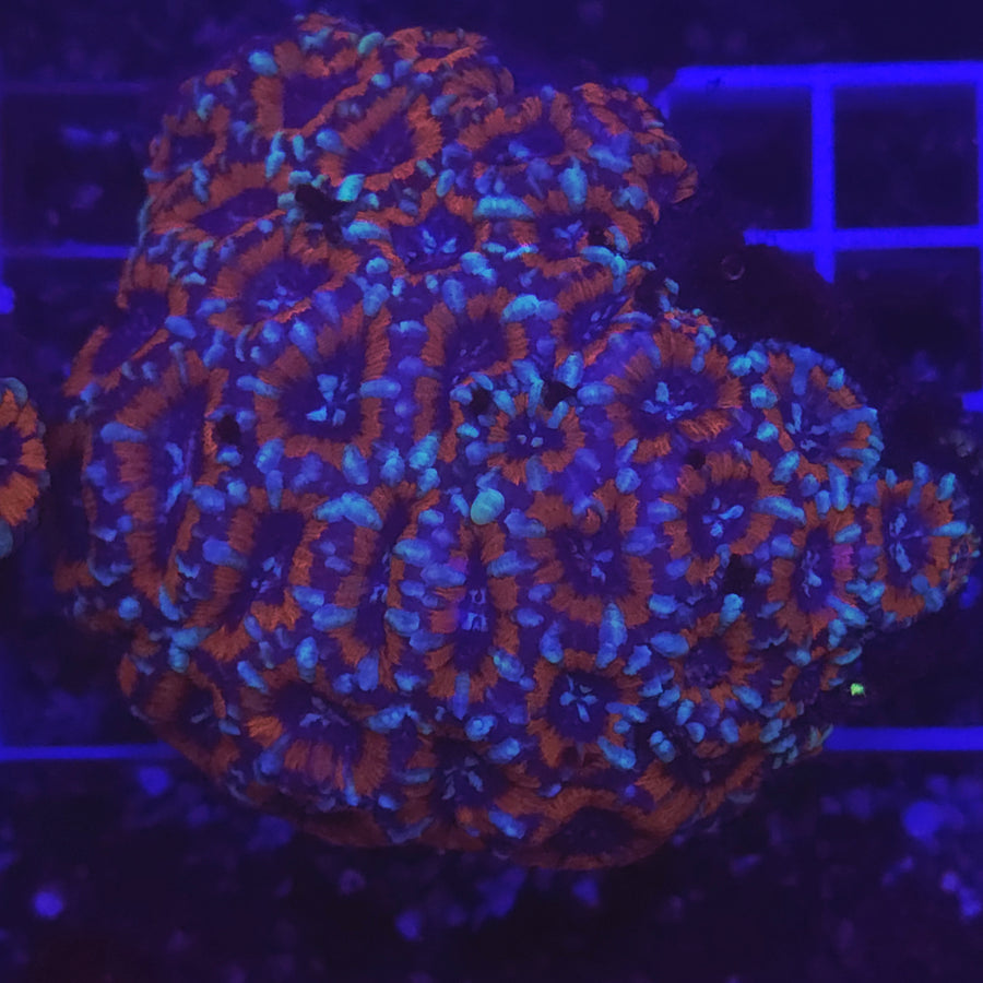 WYSIWYG Acantastrea Echinata Treecolor