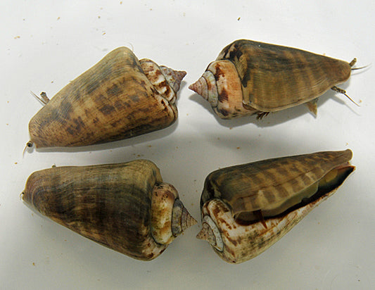 Strombus spp.