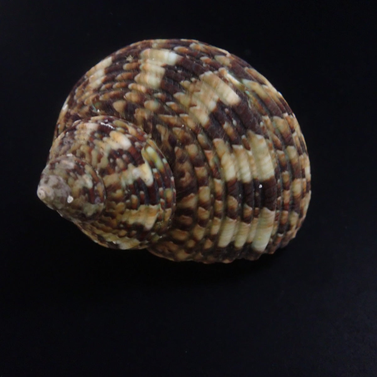 Turbo brunneus