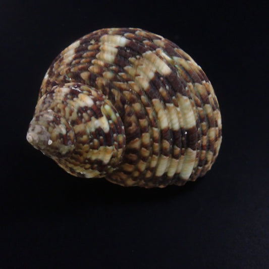 Turbo brunneus