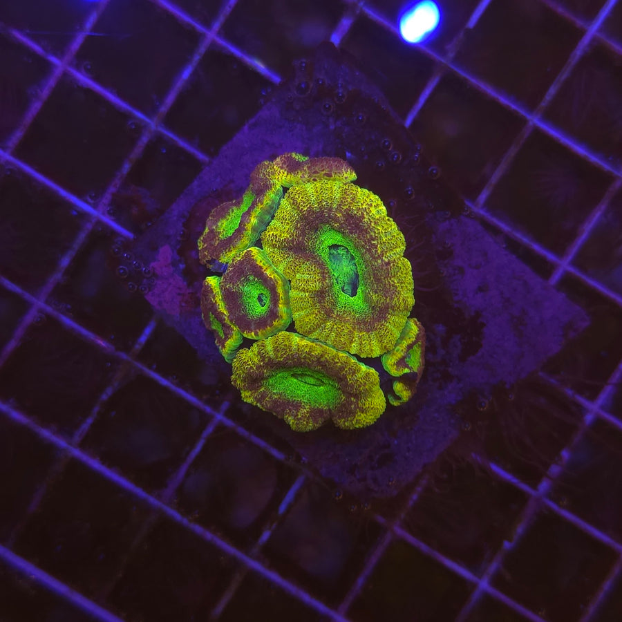 WYSIWYG Acanthastrea echinata Toxic Sunrise – bouture