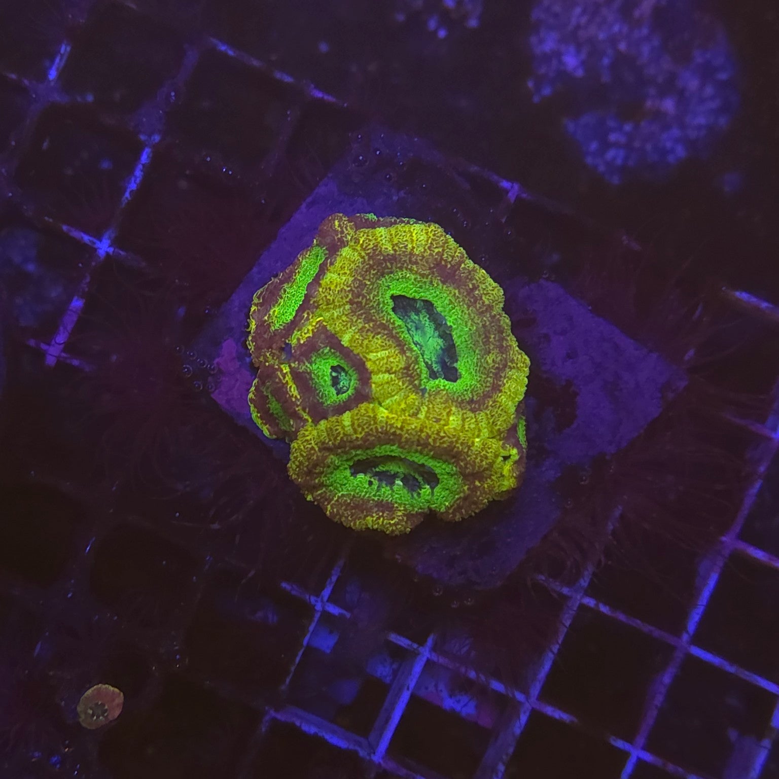 WYSIWYG Acanthastrea echinata Toxic Sunrise – corail LPS fluorescent