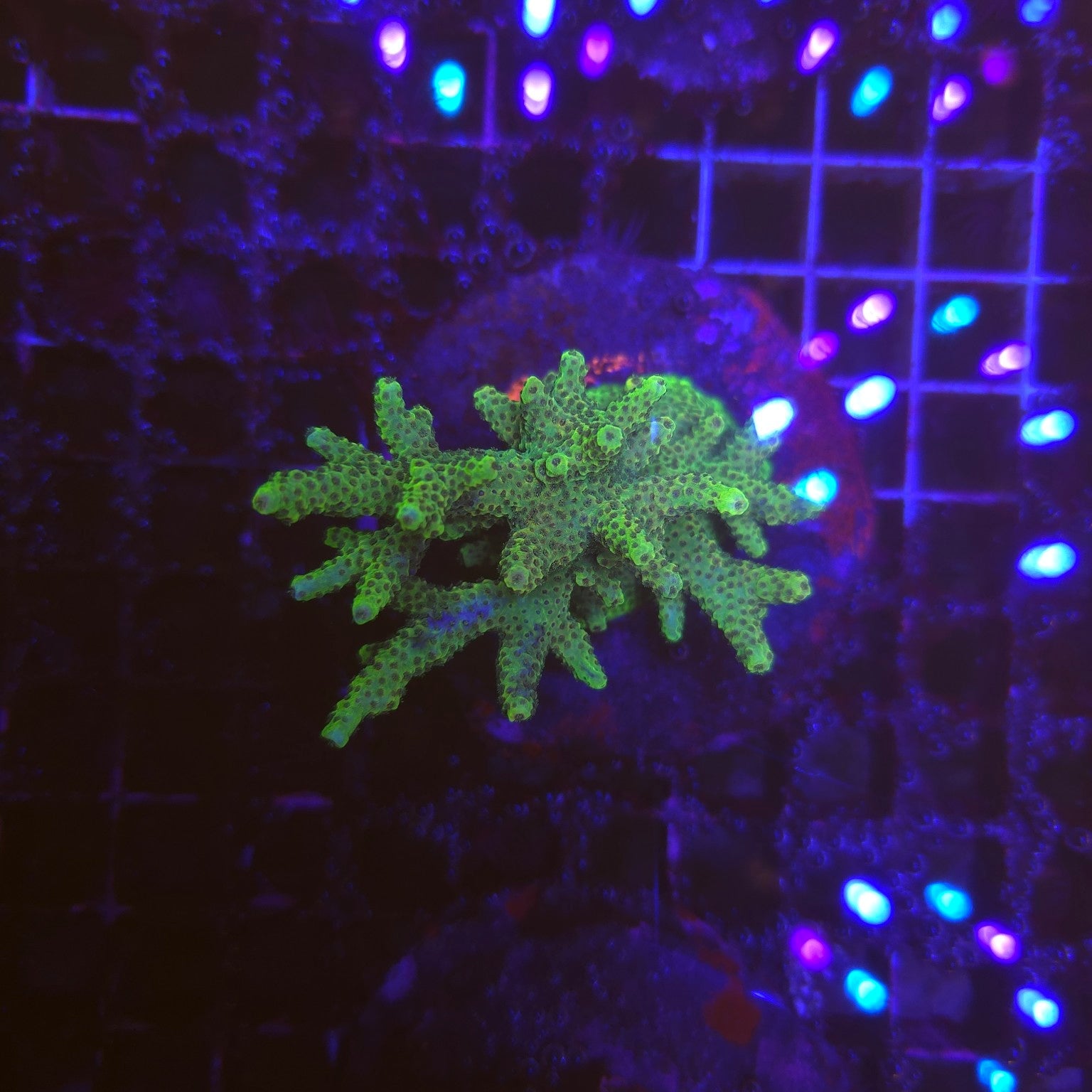 WYSIWYG Acropora Sp. GREEN – corail SPS vert