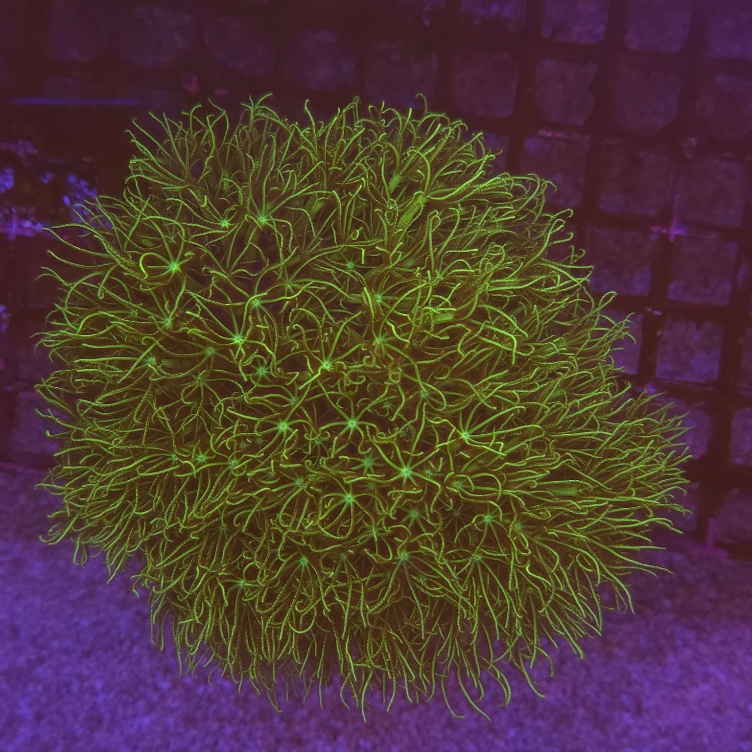 WYSIWYG Briareum sp. Green - corail mou vert fluorescent