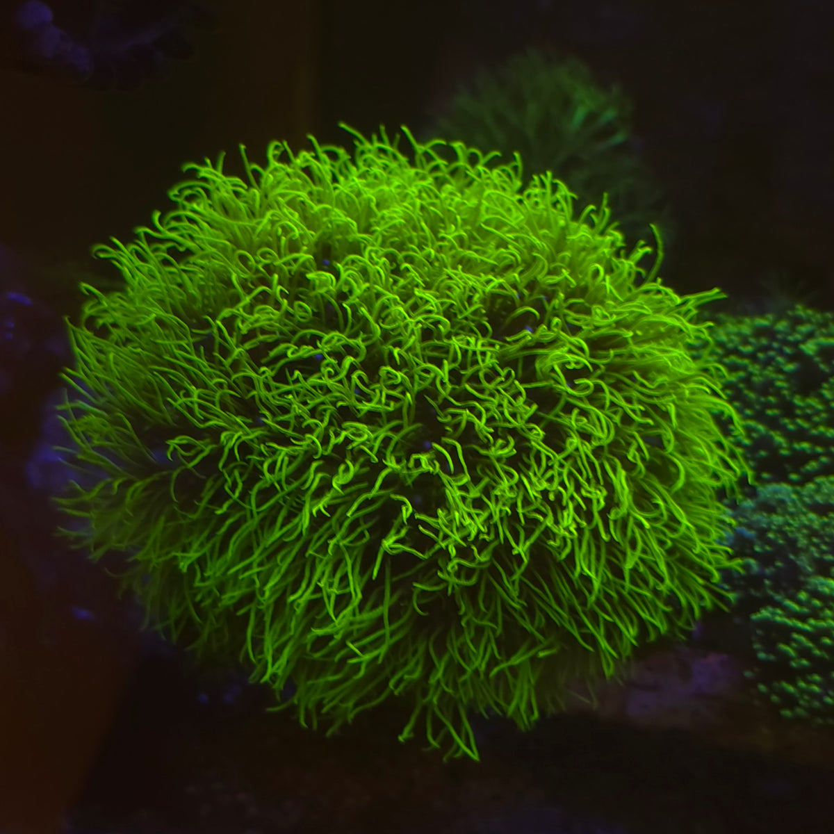 WYSIWYG Briareum sp. Ultra Neon Green - longs polypes vert fluorescent