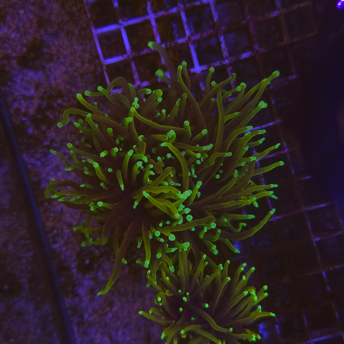 Euphyllia glabrescens Dragon Soul WYSIWYG 3 polypes