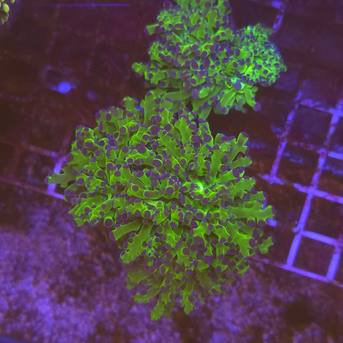 WYSIWYG Euphyllia yaeyamaensis vert à pointes violettes – 3 à 4 têtes