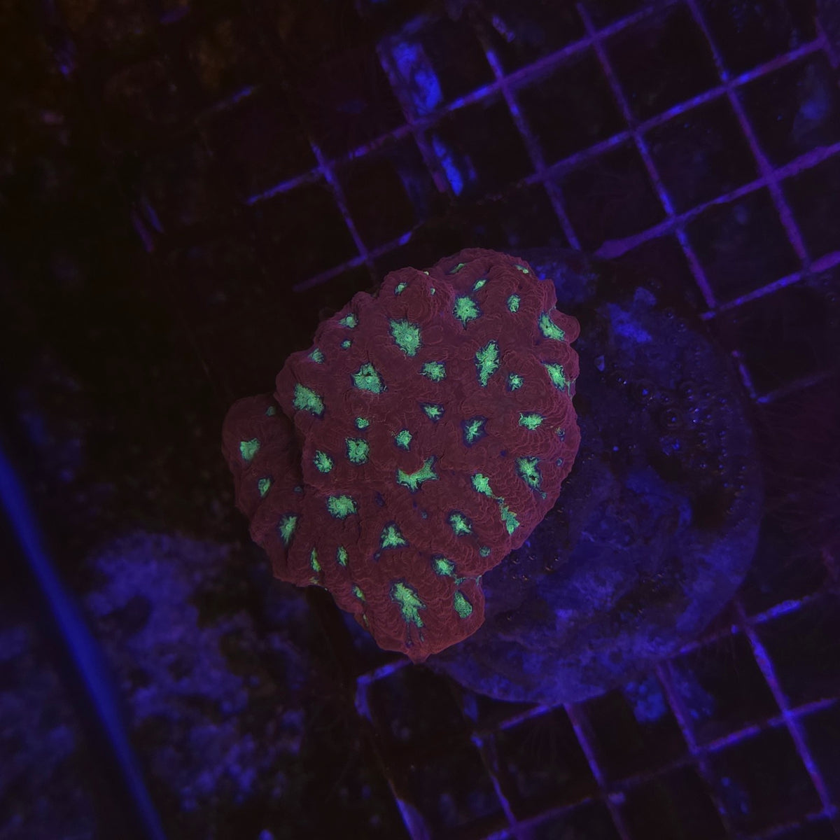 Favites pentagona Red War WYSIWYG rouge à centres vert fluorescent
