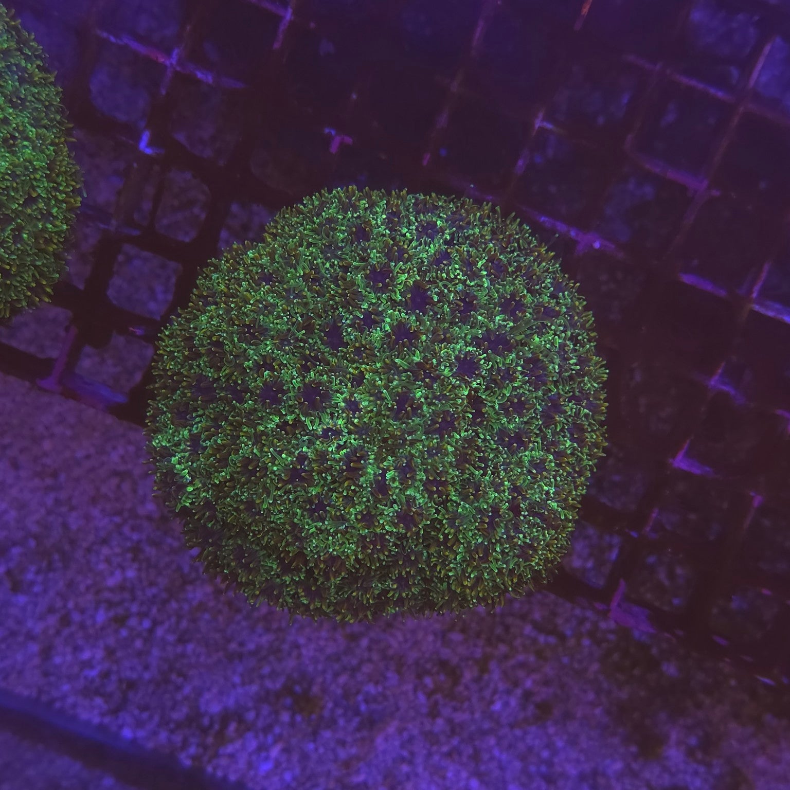 WYSIWYG Galaxea sp. Green – corail LPS vert fluorescent