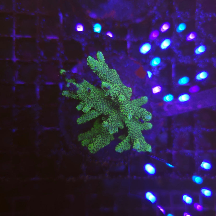 WYSIWYG Acropora Sp. GREEN – corail SPS