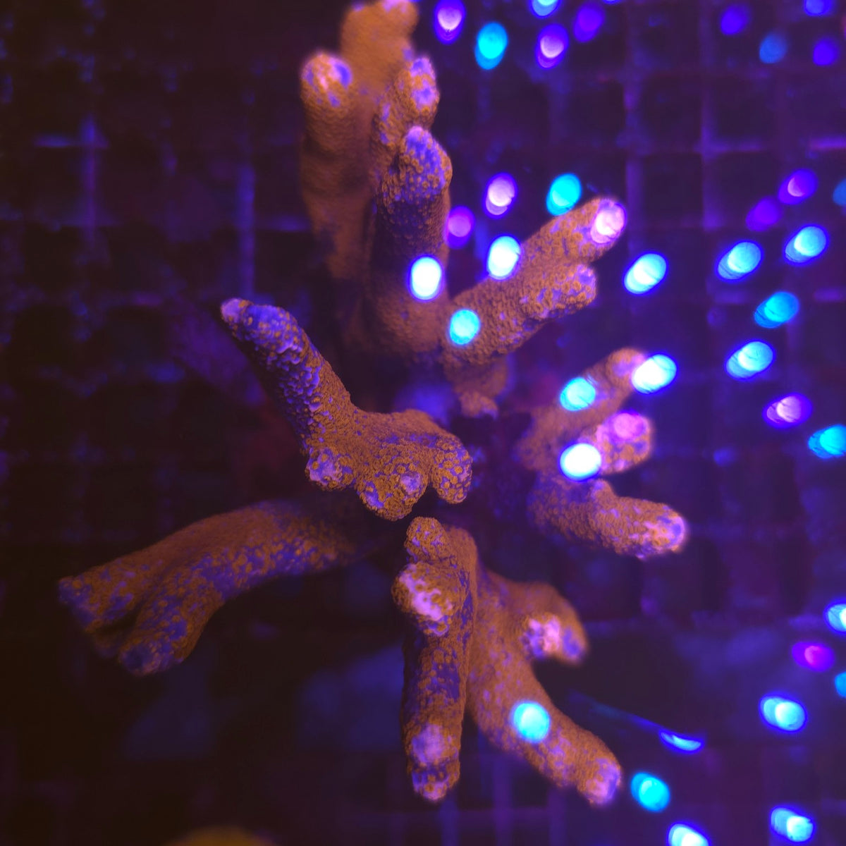 WYSIWYG Montipora sp. rouge – corail SPS