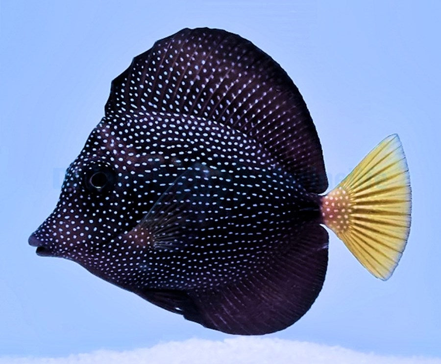 Zebrasoma GEMMATUM